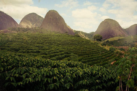 July Roasters Choice