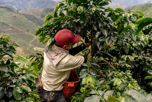 March roasters choice